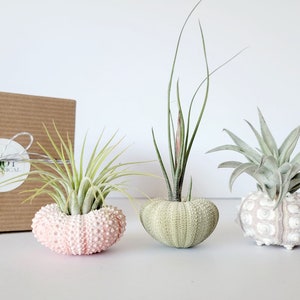 Air Plant and Shell Trio Assorted, Gift Boxed, Care Instructions Included image 9