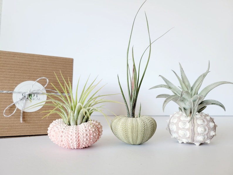 Air Plant and Shell Trio Assorted, Gift Boxed, Care Instructions Included image 9
