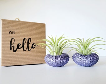 Conchas metálicas moradas con plantas aéreas variadas, pintadas a mano con caja de regalo estampada