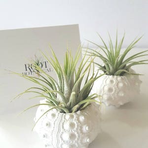 Air Plants in White Sputnik Sea Shell, Gift Boxed image 8