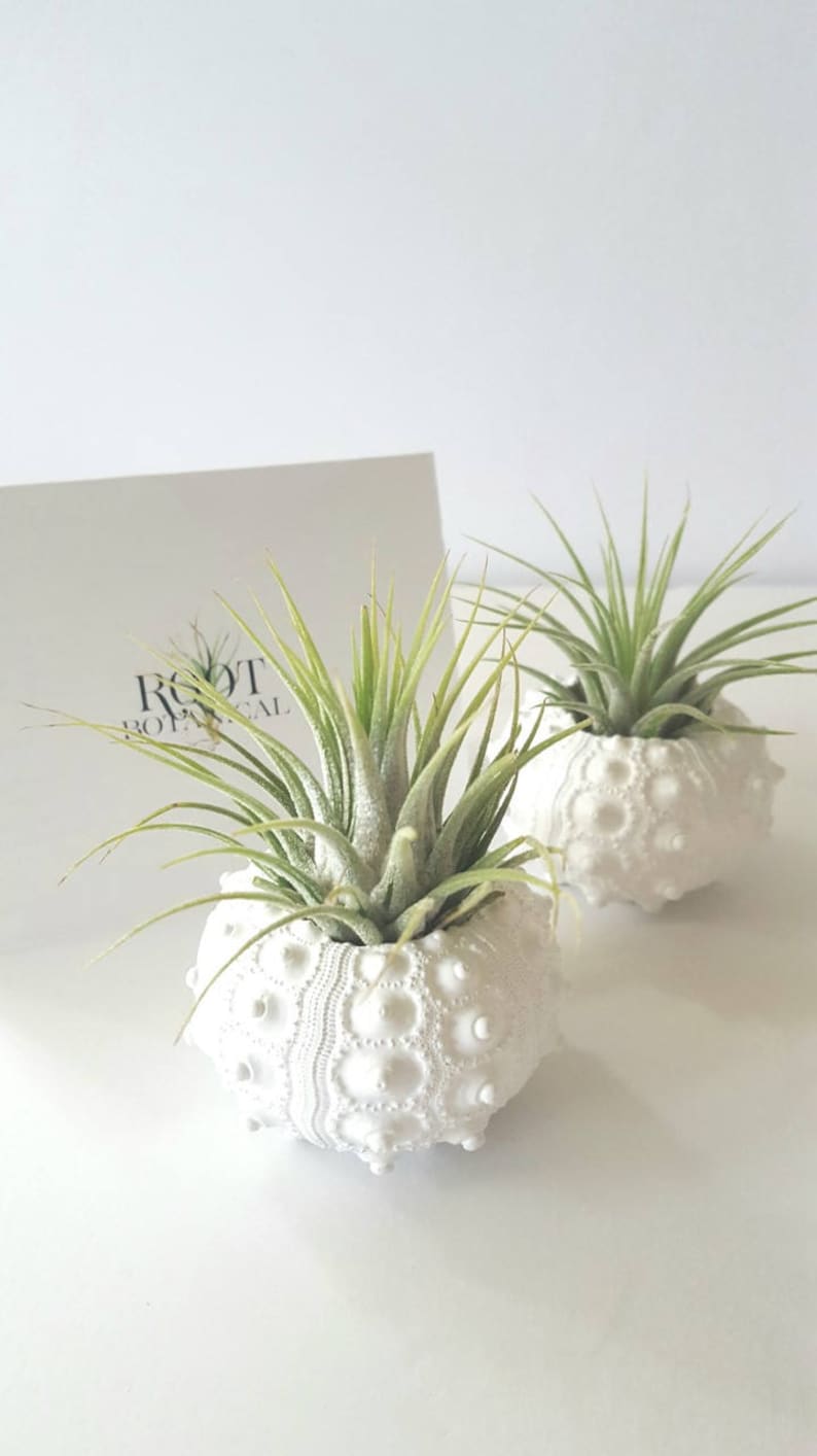 Air Plants in White Sputnik Sea Shell, Gift Boxed image 8