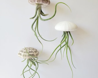 Single Jellyfish Air Plant, Fully Assembled, Gift Boxed