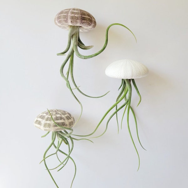 Single Jellyfish Air Plant, Fully Assembled, Gift Boxed
