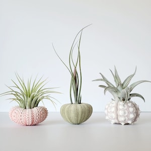 Air Plant and Shell Trio Assorted, Gift Boxed, Care Instructions Included image 2