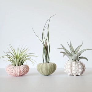 Air Plant and Shell Trio Assorted, Gift Boxed, Care Instructions Included