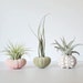 see more listings in the Air Plants & Sea Shells section