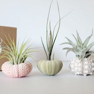 Air Plant and Shell Trio Assorted, Gift Boxed, Care Instructions Included image 7