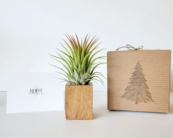 Planta de aire con soporte de madera, en caja de regalo, instrucciones de cuidado