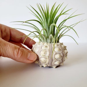 Air Plant in Sputnik Sea Urchin Shell, Stamped Gift Box image 2