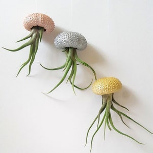 Single Jellyfish Air Plants, Metallic Copper, Silver or Gold