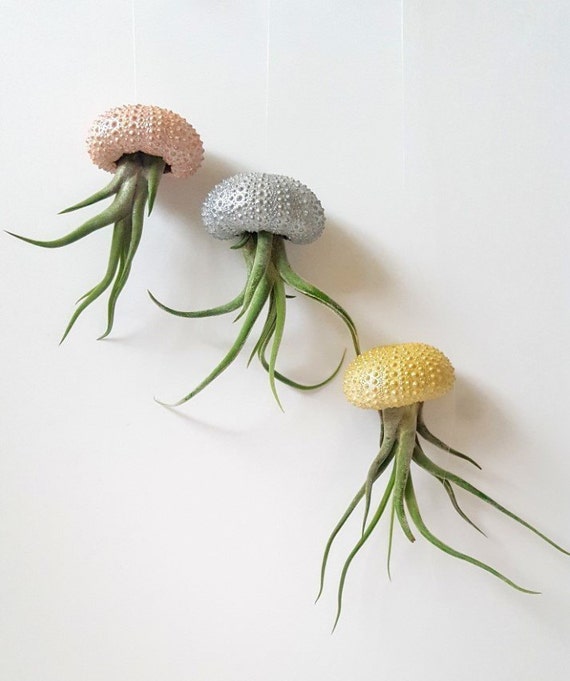 Jellyfish Air Plants Metallic Copper Silver Or Gold Etsy