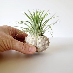 Air Plant in Sputnik Sea Urchin Shell, Stamped Gift Box image 6