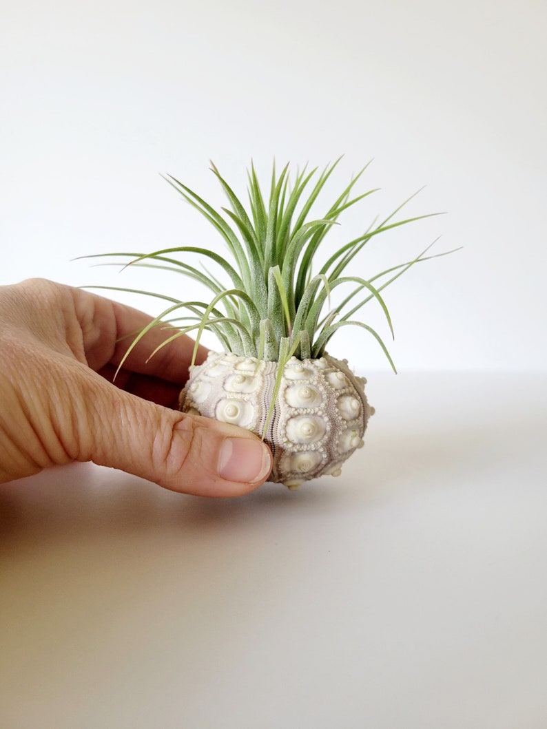 Air Plant in Sputnik Sea Urchin Shell, Stamped Gift Box image 6