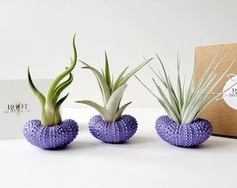 Plantas de aire variadas en conchas de erizo púrpura, pintadas a mano con caja de regalo estampada