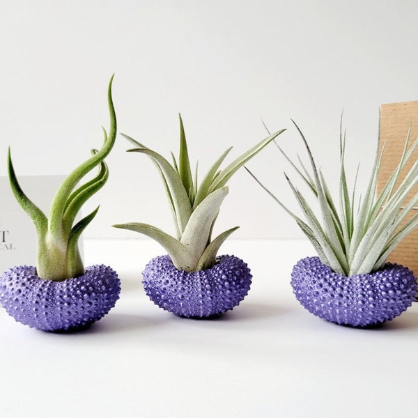 Assorted Air Plants in Purple Urchin Shells, Hand painted with Stamped Gift Box