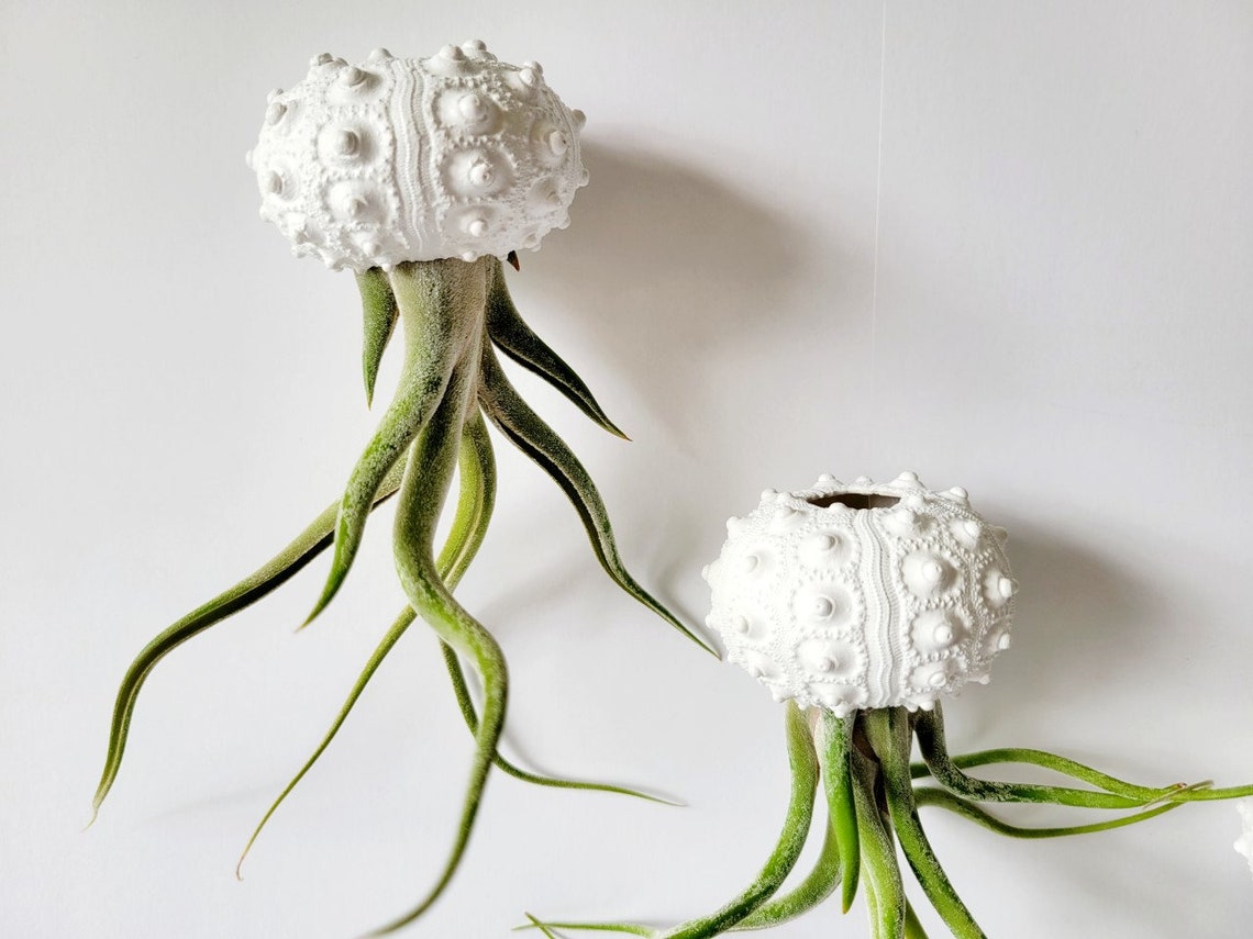 Jellyfish Air Plants With Hand Painted Knobby Shell, Single, Pair or ...