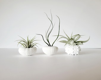 Trío de plantas de aire y conchas surtidas, pintadas a mano en blanco, en caja de regalo, instrucciones de cuidado incluidas