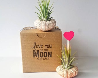 Two Air Plants Mounted in Pink Urchin Shells, Stamped Gift Box, "Love you to the moon and back" with Heart Pick