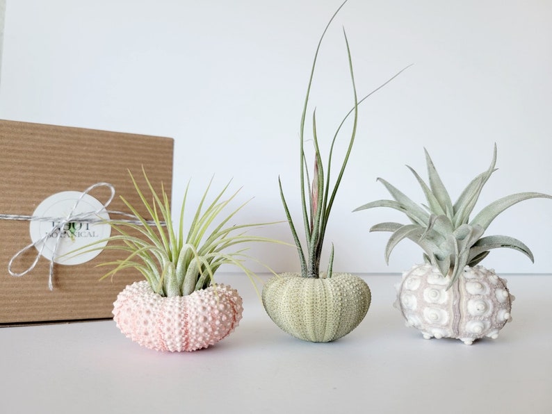 Air Plant and Shell Trio Assorted, Gift Boxed, Care Instructions Included image 5