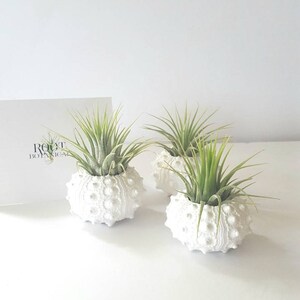 Air Plants in White Sputnik Sea Shell, Gift Boxed image 2
