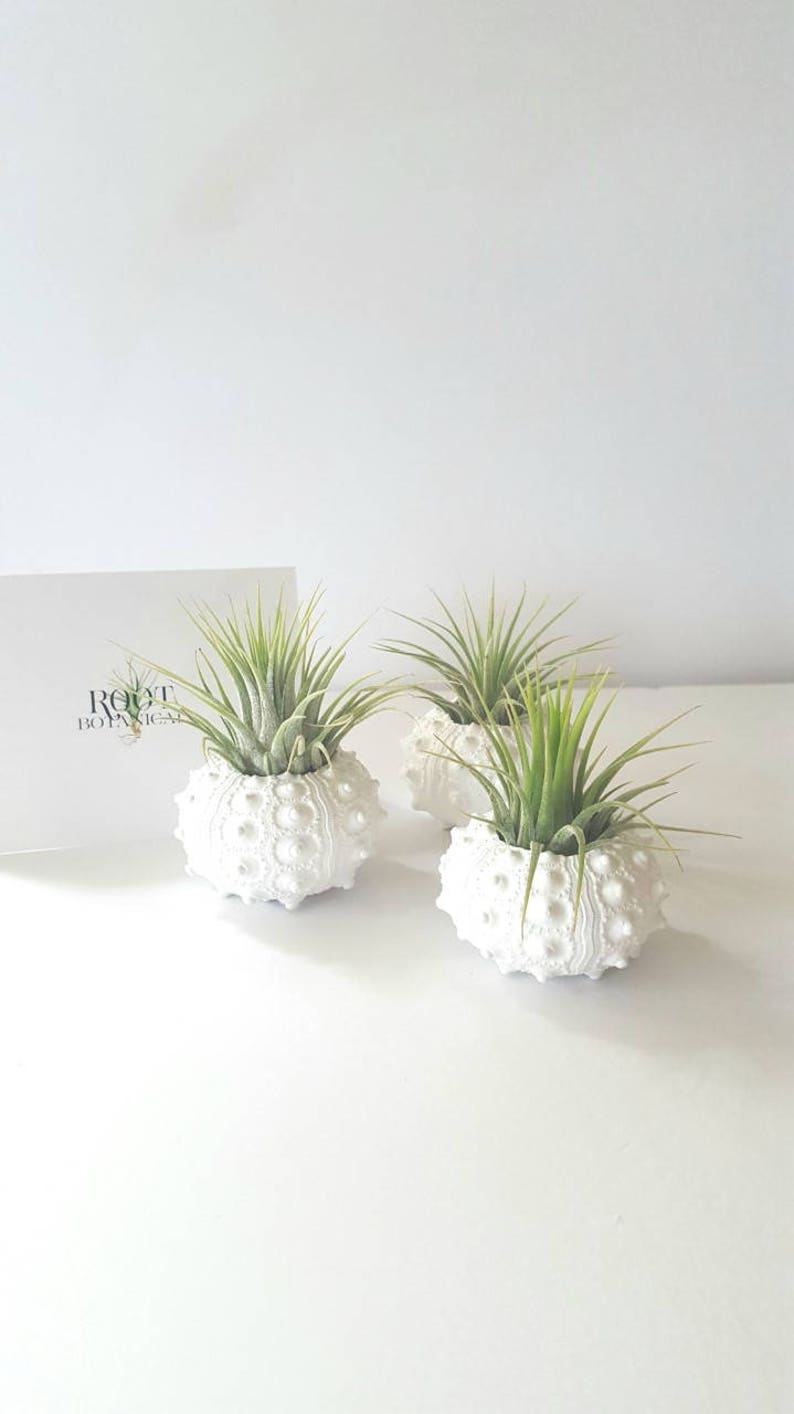 Air Plants in White Sputnik Sea Shell, Gift Boxed image 2