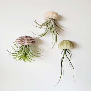 Jellyfish Air Plant Assorted Trio, Fully Assembled, Gift Boxed, Care Instructions Included