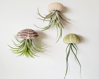 Jellyfish Air Plant Assorted Trio, Fully Assembled, Gift Boxed, Care Instructions Included