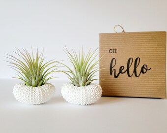 Plantas de aire en conchas de erizo blanco, regalo para mamá, conchas blancas pintadas a mano y Tillandsia, par, caja de regalo, instrucciones de cuidado