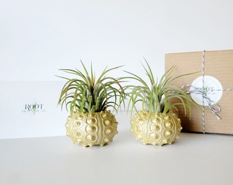Plantas de aire en conchas de erizo de mar nudosas pintadas a mano en oro, caja de regalo estampada, instrucciones de cuidado