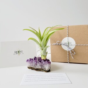 Amethyst Crystal Plant Holder with Air Plant, Hand Stamped Gift Box image 2