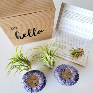 Purple Metallic Shells with Assorted Air Plants, Hand Painted with Stamped Gift Box image 8