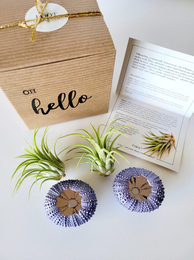 Purple Metallic Shells with Assorted Air Plants, Hand Painted with Stamped Gift Box image 8