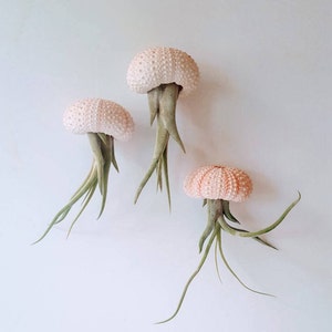 Jellyfish Air Plants, Pink Sea Urchin Shell With Hanging Air Plant, Single, Pair or Trio