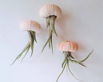 Jellyfish Air Plants, Pink Sea Urchin Shell With Hanging Air Plant, Single, Pair or Trio
