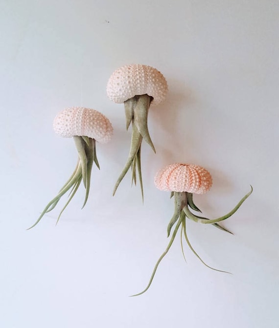 Hanging Urchin Air Plant Jellyfish