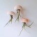 see more listings in the Jellyfish Air Plants section
