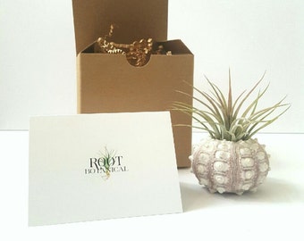 Air Plant in Sputnik Shell, Unique Gift, Desk Plant, Sea Urchin Shell with Tillandsia, Gift boxed, Instructions included