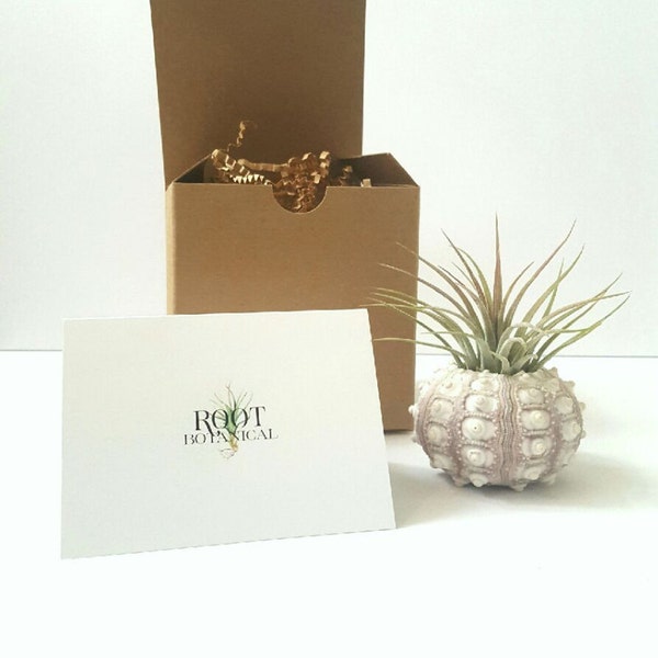 Air Plant in Sputnik Shell, Unique Gift, Desk Plant, Sea Urchin Shell with Tillandsia, Gift boxed, Instructions included