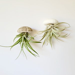 Single Jellyfish Air Plant, Fully Assembled, Gift Boxed, Care Instructions included