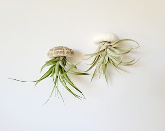 Single Jellyfish Air Plant, Fully Assembled, Gift Boxed, Care Instructions included