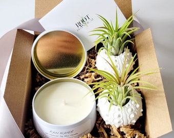 Set de regalo con erizo blanco, planta aérea y vela de soja.