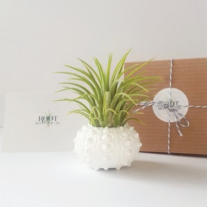Air Plant in White Hand Painted Sea Urchin Shell