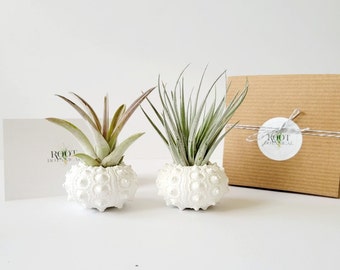 Pair of Assorted Air Plants in White Hand Painted Knobby Sea Urchin Shell, Stamped Gift Box, Care Instructions