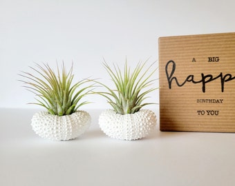 Air Plants in White Urchin Shells, Gift For Mom, Hand Painted White Shells and Tillandsia, Pair, Gift Box, Care Instructions