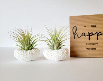 Plantas de aire en conchas de erizo blanco, regalo para mamá, conchas blancas pintadas a mano y Tillandsia, par, caja de regalo, instrucciones de cuidado