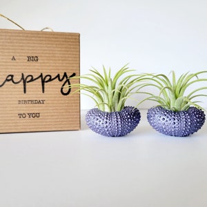 Purple Metallic Shells with Assorted Air Plants, Hand Painted with Stamped Gift Box image 6