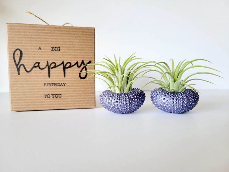 Purple Metallic Shells with Assorted Air Plants, Hand Painted with Stamped Gift Box image 6