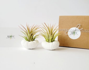 Plantas de aire en conchas de erizo blanco, regalo para mamá, conchas blancas pintadas a mano y tillandsia, par, caja de regalo, instrucciones de cuidado