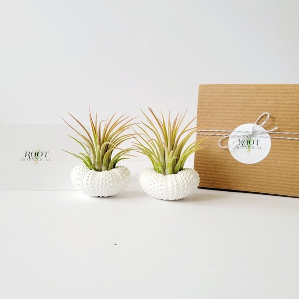 Air Plants in White Urchin Shells, Handpainted White Shells and Tillandsia Pair,Gift Box, Care Instructions