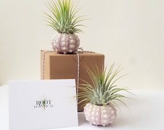 Sputnik Sea Urchin with Air Plant Pair, Two Air Plants and Sea Shells, Gift Box and Care Instructions Included